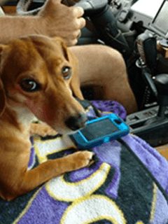 A portrait of a dog with his cellphone